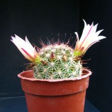 A photo of Mammillaria blossfeldiana