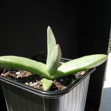 Una foto de Pleiospilos compactus subsp. minor