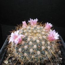 A photo of Mammillaria discolor