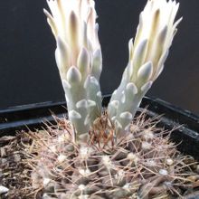 A photo of Gymnocalycium anisitsii