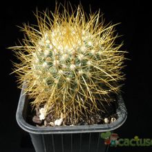 A photo of Mammillaria rhodantha ssp. pringlei