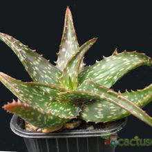 A photo of Aloe dorotheae