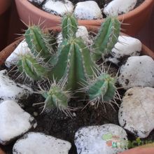 A photo of Euphorbia polyacantha