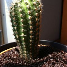 Una foto de Echinopsis werdermannii