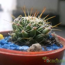 A photo of Mammillaria decipiens ssp. decipiens