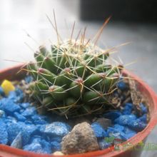 A photo of Mammillaria decipiens ssp. decipiens