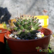 A photo of Mammillaria decipiens ssp. decipiens