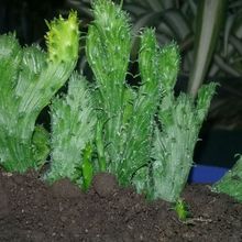 A photo of Euphorbia flanaganii fma. crestada