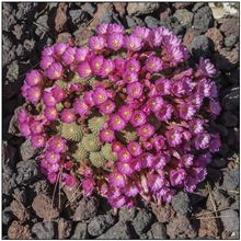 Una foto de Rebutia perplexa  