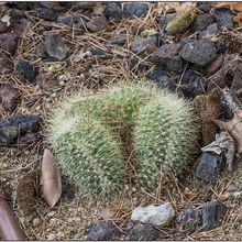 Una foto de Mammillaria rhodantha ssp. pringlei