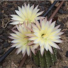 Foto de un cactus que se está identificando actualmente