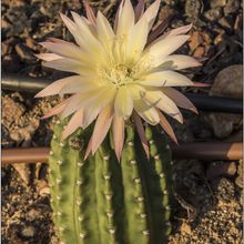 Foto de un cactus que se está identificando actualmente