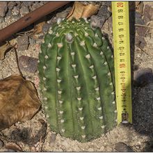 Foto de un cactus que se está identificando actualmente