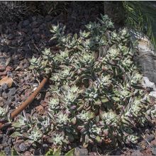 A photo of Echeveria pulvinata