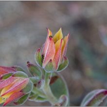 A photo of Echeveria pulvinata