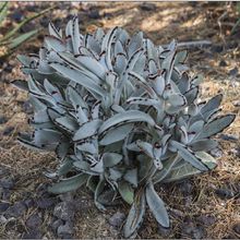 A photo of Kalanchoe tomentosa