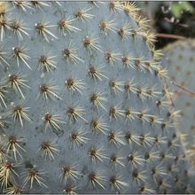 Una foto de Opuntia lagunae