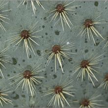 Una foto de Opuntia lagunae