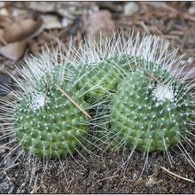 A photo of Mammillaria spinosissima fma. unpico