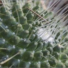 A photo of Mammillaria spinosissima fma. unpico