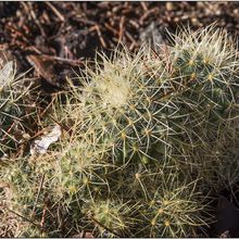 Una foto de Mammillaria rhodantha ssp. pringlei