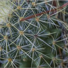Una foto de Mammillaria rhodantha ssp. pringlei