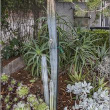 A photo of Pilosocereus leucocephalus
