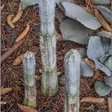 A photo of Pilosocereus leucocephalus