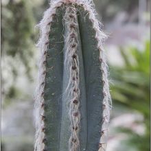 A photo of Pilosocereus leucocephalus