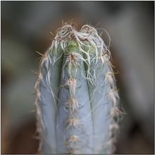A photo of Pilosocereus leucocephalus