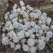Una foto de Graptopetalum paraguayense