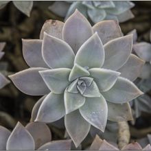 Una foto de Graptopetalum paraguayense