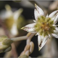Una foto de Graptopetalum paraguayense