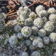 A photo of Mammillaria gracilis cv. Arizona Snowcap