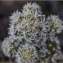 A photo of Mammillaria gracilis cv. Arizona Snowcap