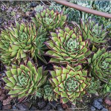 Una foto de Echeveria agavoides 