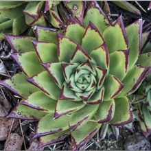 Una foto de Echeveria agavoides 