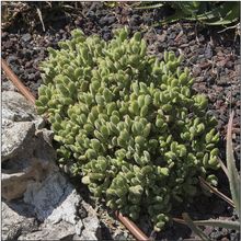 Una foto de Cotyledon tomentosa