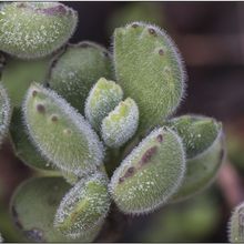 Una foto de Cotyledon tomentosa