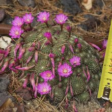 Una foto de Rebutia perplexa  