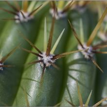 A photo of Echinopsis spachiana
