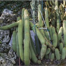 A photo of Echinopsis candicans