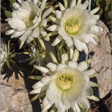 A photo of Echinopsis candicans
