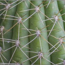 A photo of Echinopsis candicans