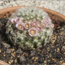 A photo of Mammillaria carmenae