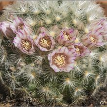 A photo of Mammillaria carmenae