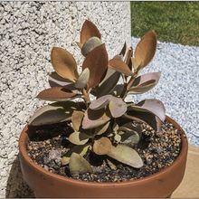 A photo of Kalanchoe orgyalis