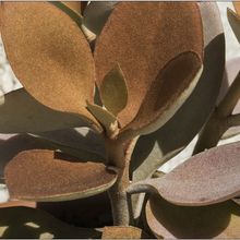A photo of Kalanchoe orgyalis