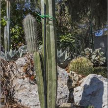 A photo of Pachycereus marginatus