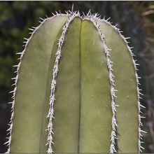 A photo of Pachycereus marginatus